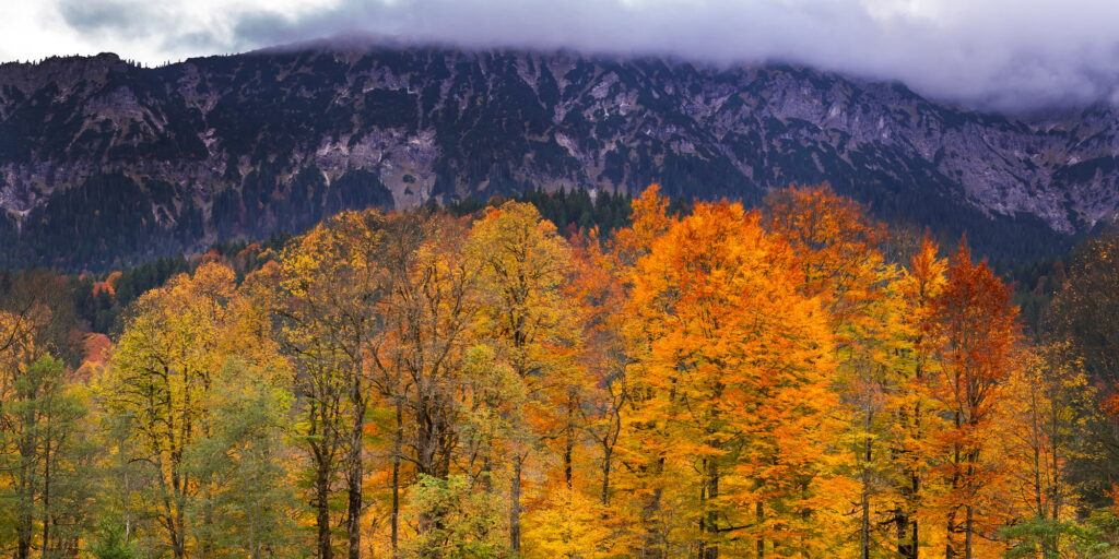 Autumn Mixed Forest, Oberammergau, Germany